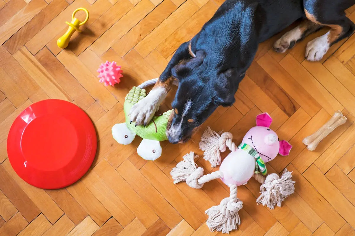Toys & Enrichment BigGrizCritterCorner