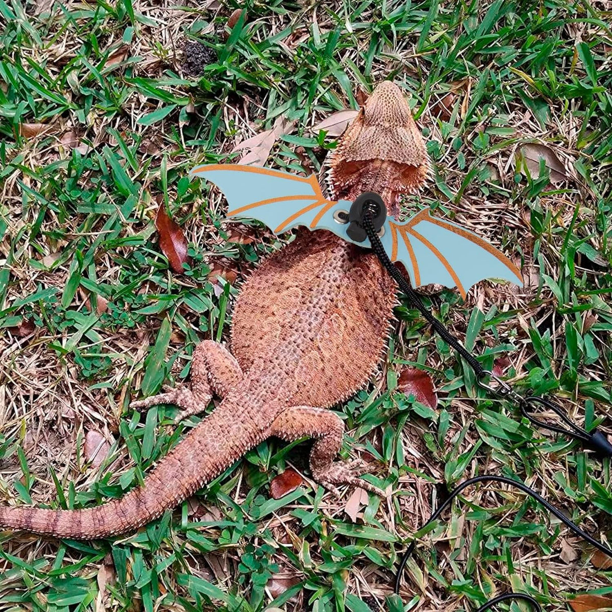 Bearded Dragon Harness & Leash Set with Wings โ S/M/L | Fits Lizards, Geckos & Small Reptiles | Blue MJ's Pet Closet
