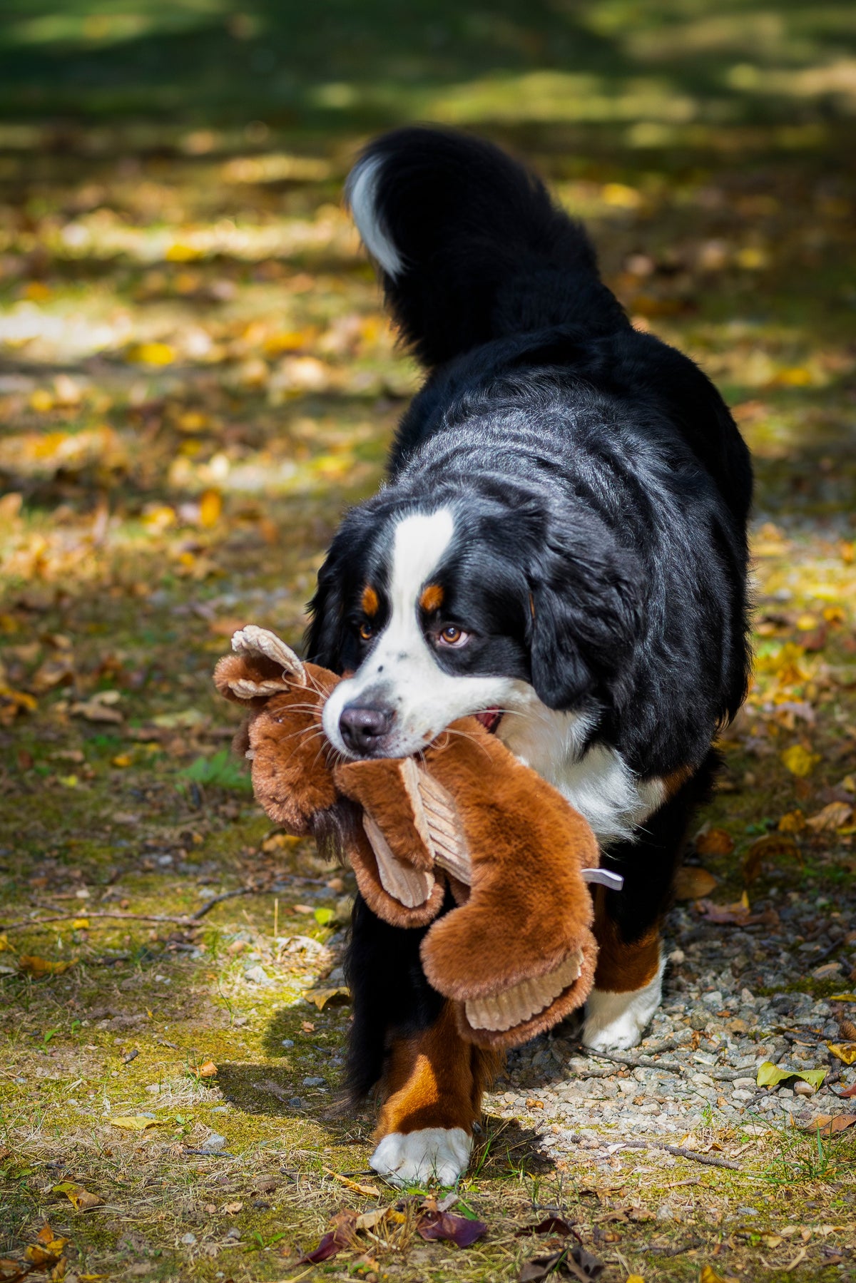 Maple Moose X-Brace™ Plush Dog Toy – Squeaky, Crinkle & Machine Washable, 19" HuggleHounds