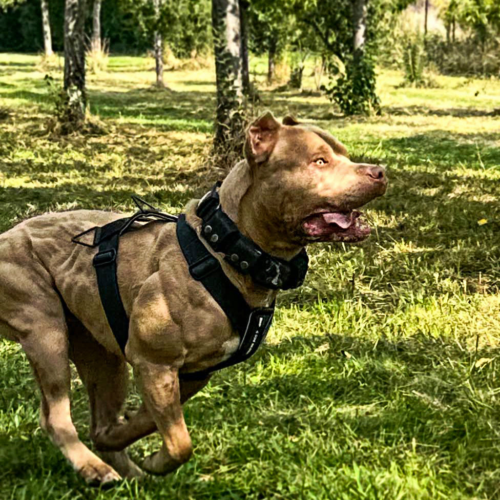BESTIA DOG SPORT GripPro Basic Harness – Triple D-Ring Control Bestia Dog Sport