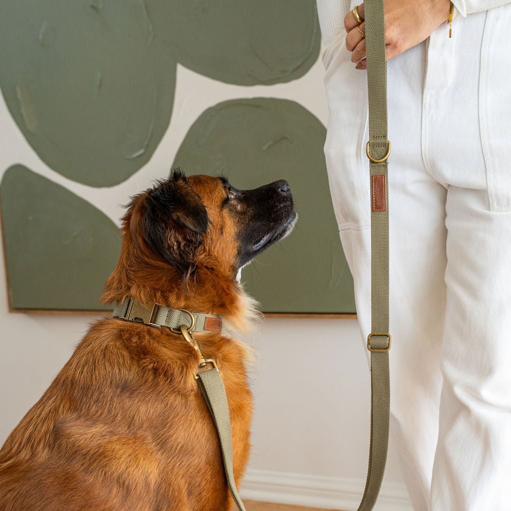 Tilley + Me Joshua Tree Hemp Cotton Dog Collar | Durable, Adjustable & Soft Tilley + Me