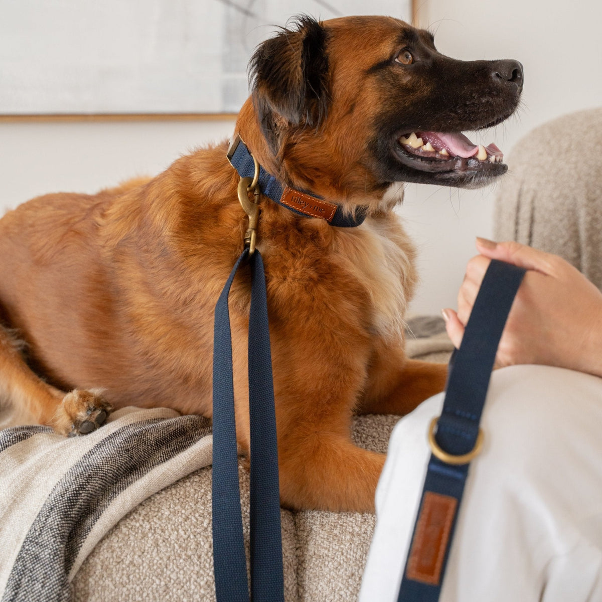 Tilley + Me Joshua Tree Hemp Cotton Dog Collar | Durable, Adjustable & Soft Tilley + Me