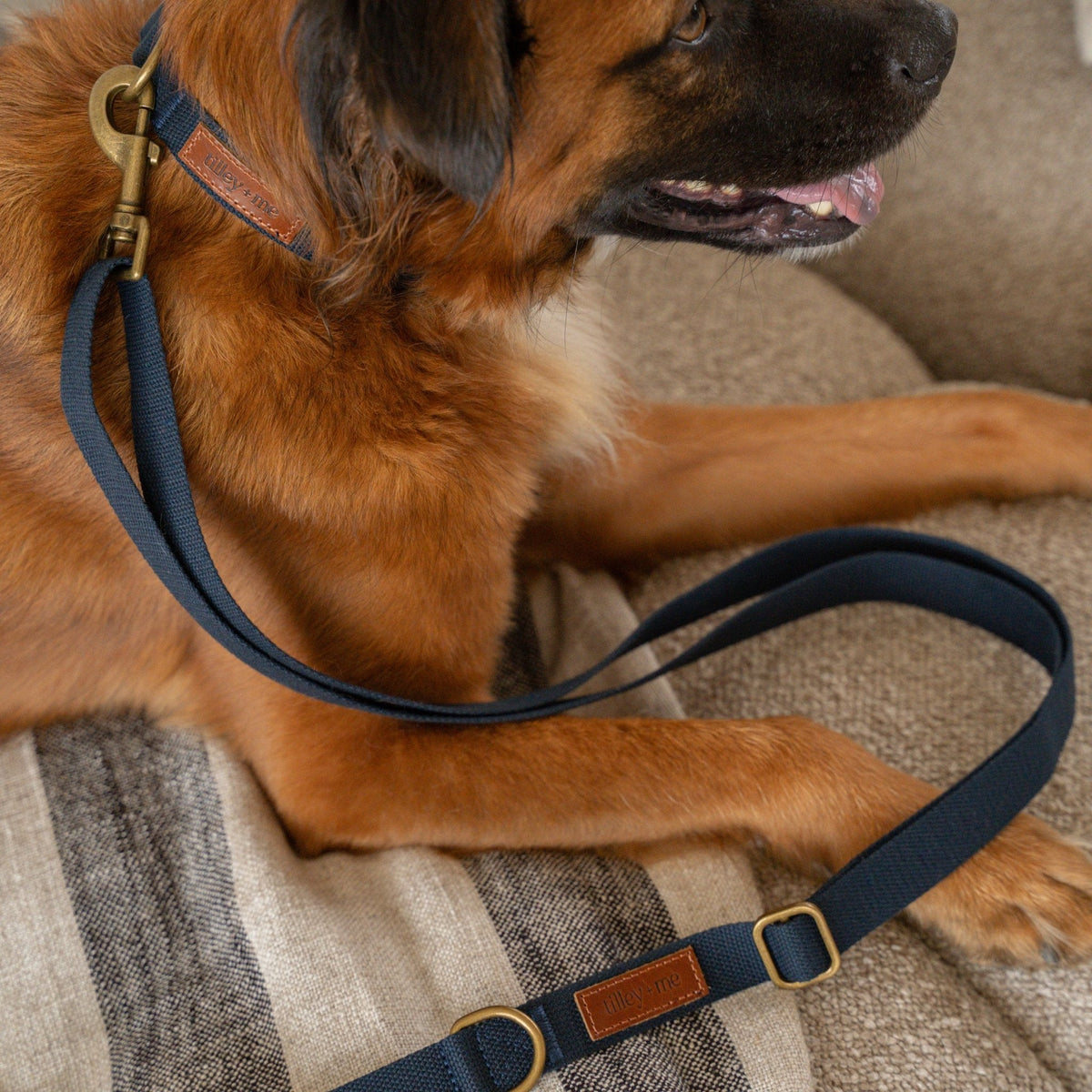 Tilley + Me Joshua Tree Hemp Cotton Dog Collar | Durable, Adjustable & Soft Tilley + Me
