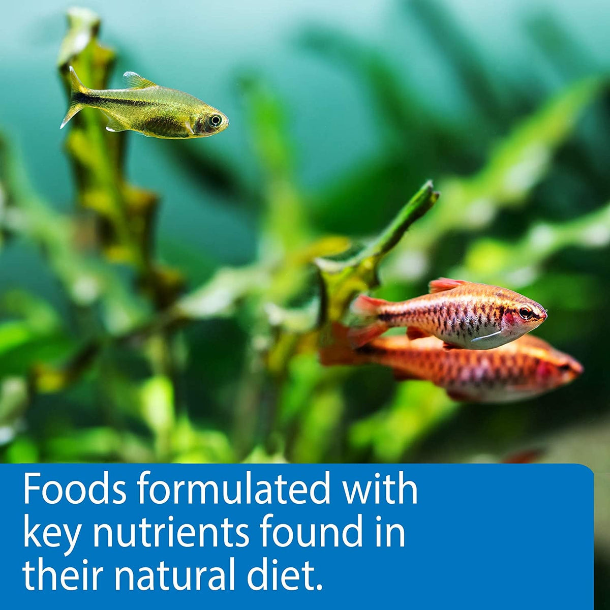 API Tropical Pellets Sinking Fish Food | 4.2 oz | High-Protein Formula for Tropical Community Fish MJ's Pet Closet