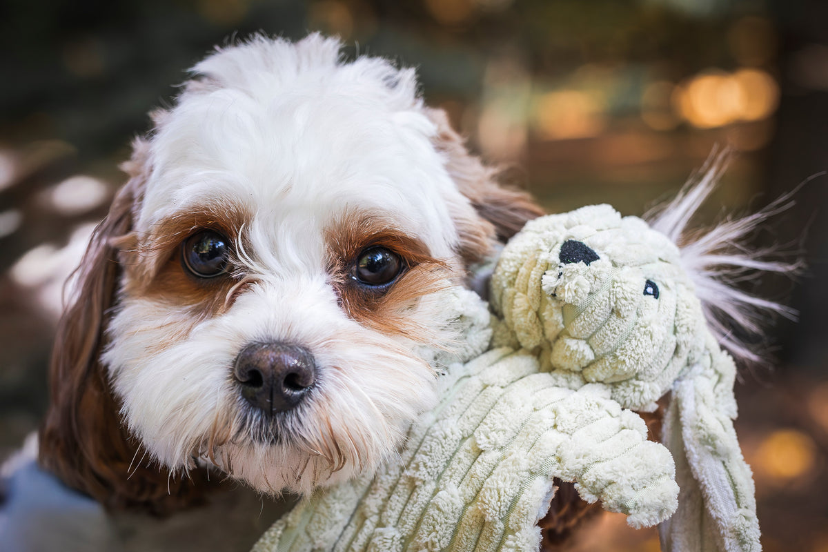 Barnyard HuggleFlatties™ Plush Dog Toy 3-Pack – Squeaky, Crinkle & Machine Washable HuggleHounds