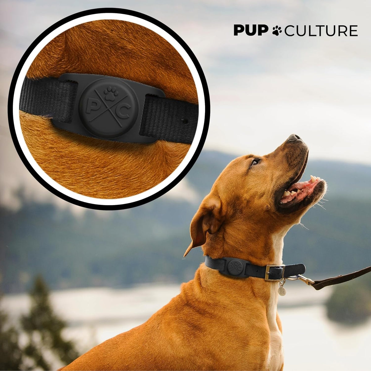 Dog wearing a black collar with a close-up of the buckle, set against a scenic background.