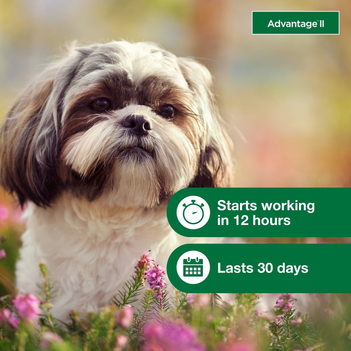 Advantage II Flea Treatment for Small Dogs (3-10 lbs) – 6-Month Supply MJ's Pet Closet