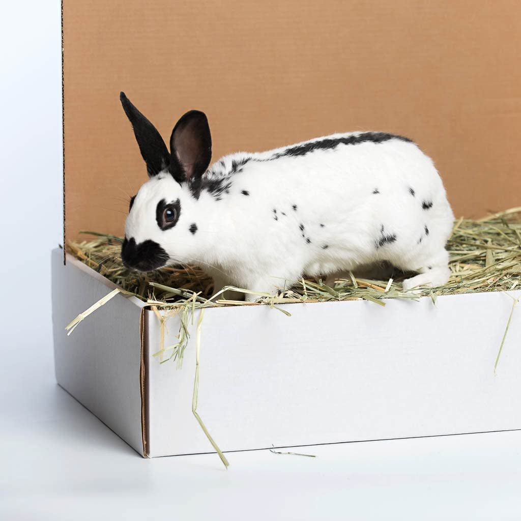 Small Pet Select Oat Hay – 20 Lb MJ's Pet Closet