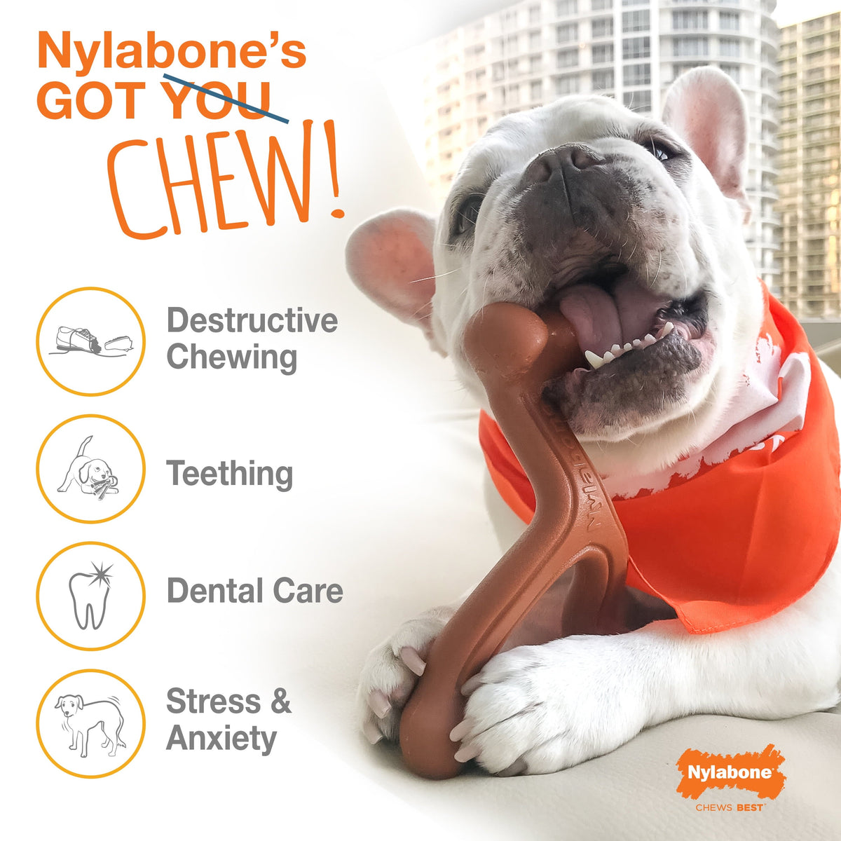 Flavor Frenzy Power Chew Triple Pack – Petite MJ's Pet Closet