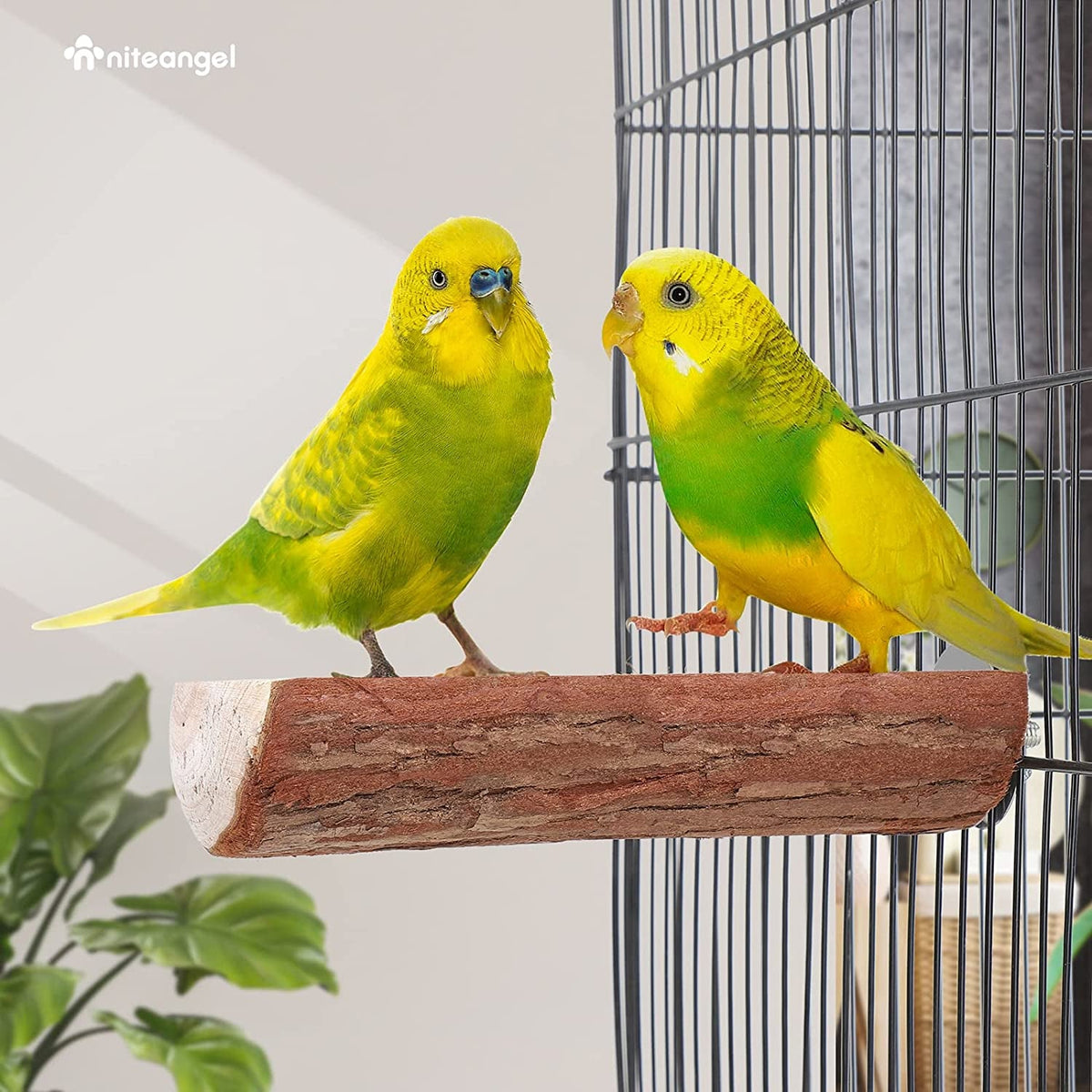 Wooden Platform Bird Perch – 2 Pack, 7" x 3" MJ's Pet Closet