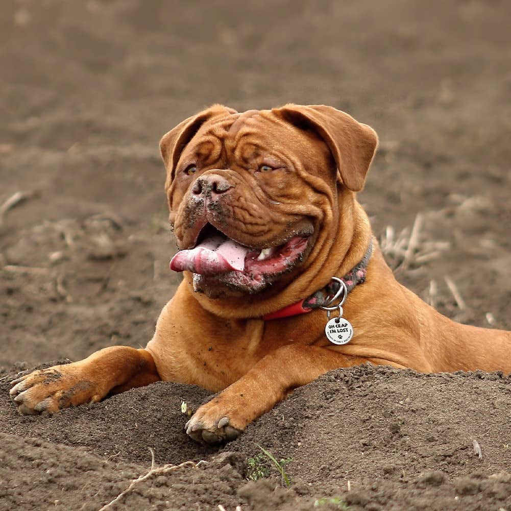 Stainless Steel QR Code Pet ID Tag – Digital Profile & Location Alerts MJ's Pet Closet