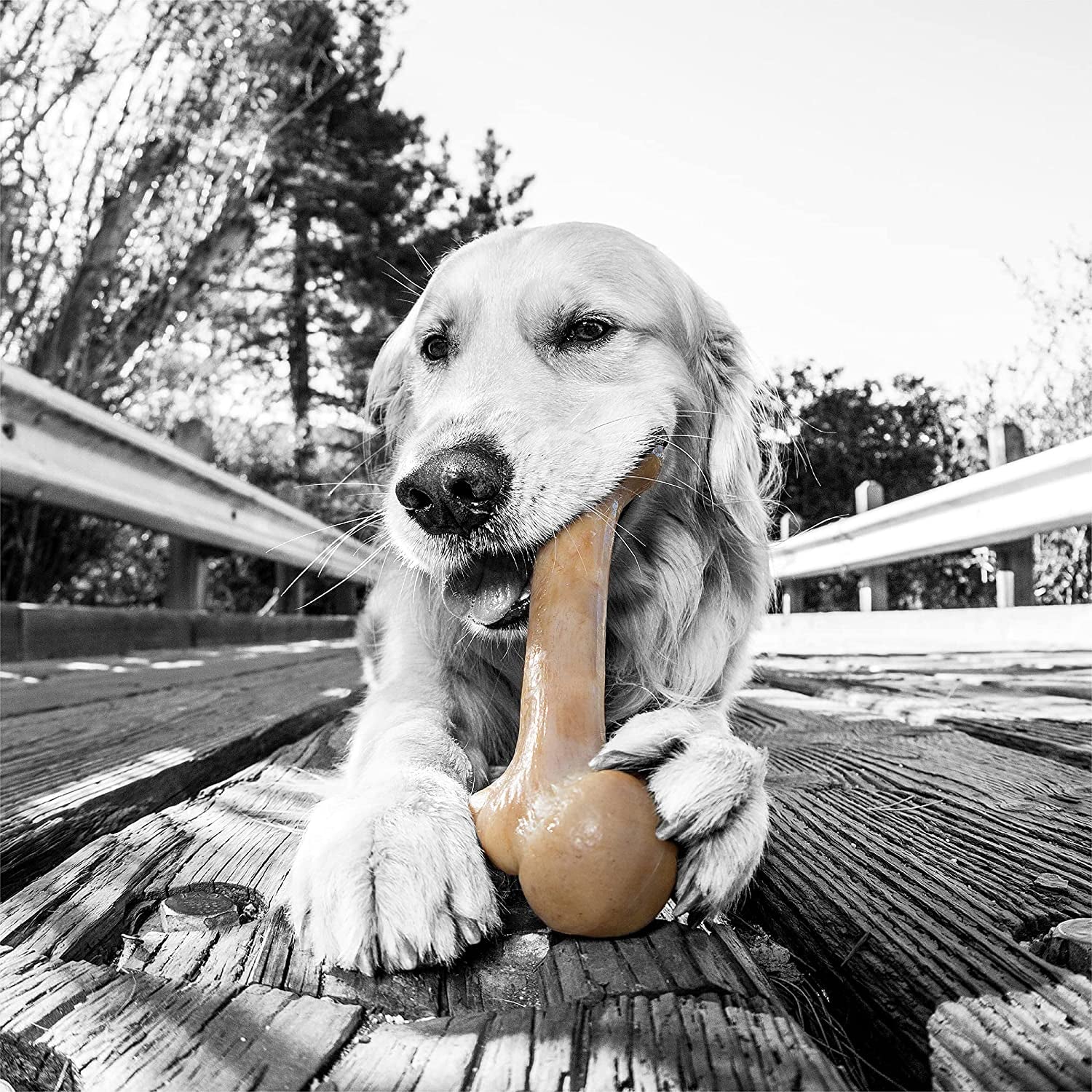 Nylon Dog Bone for Aggressive Chewers MJ's Pet Closet