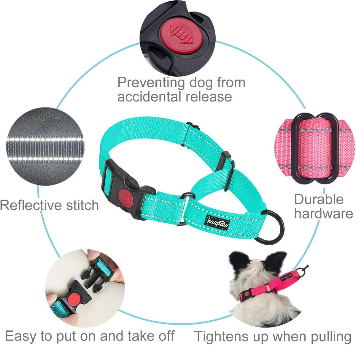 Dog collar with features highlighted on a white background