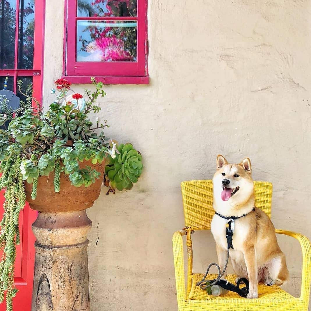 Pogi's Dog Poop Bags – 150 Extra Large Scented Bags, 10 Rolls, Leak-Proof MJ's Pet Closet