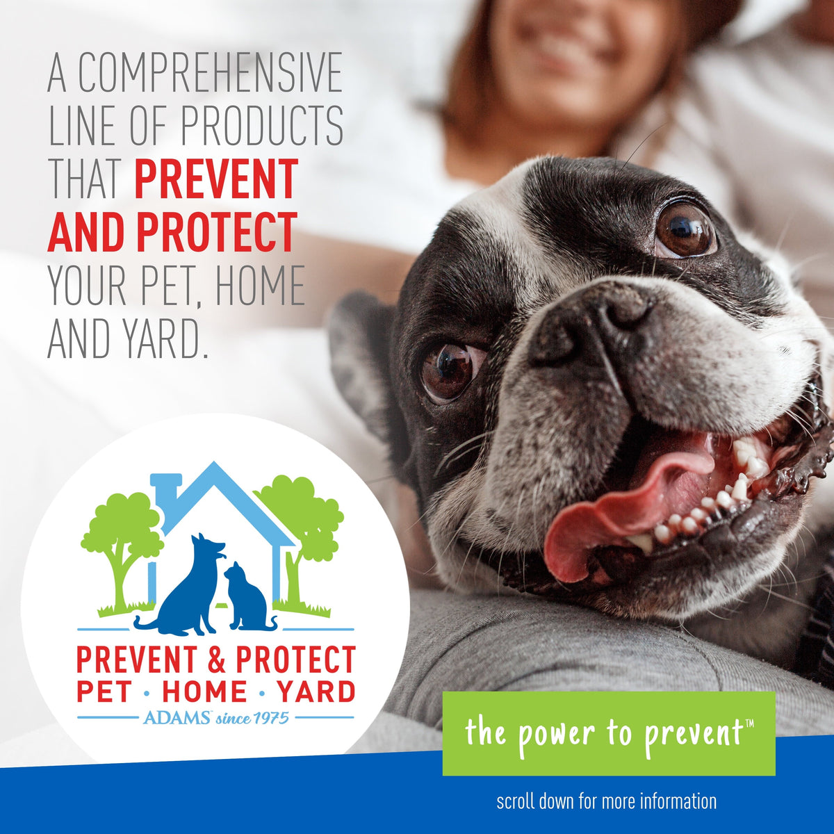 ADAMS Plus Flea & Tick Foaming Shampoo – Sensitive Skin, 2-Pack MJ's Pet Closet