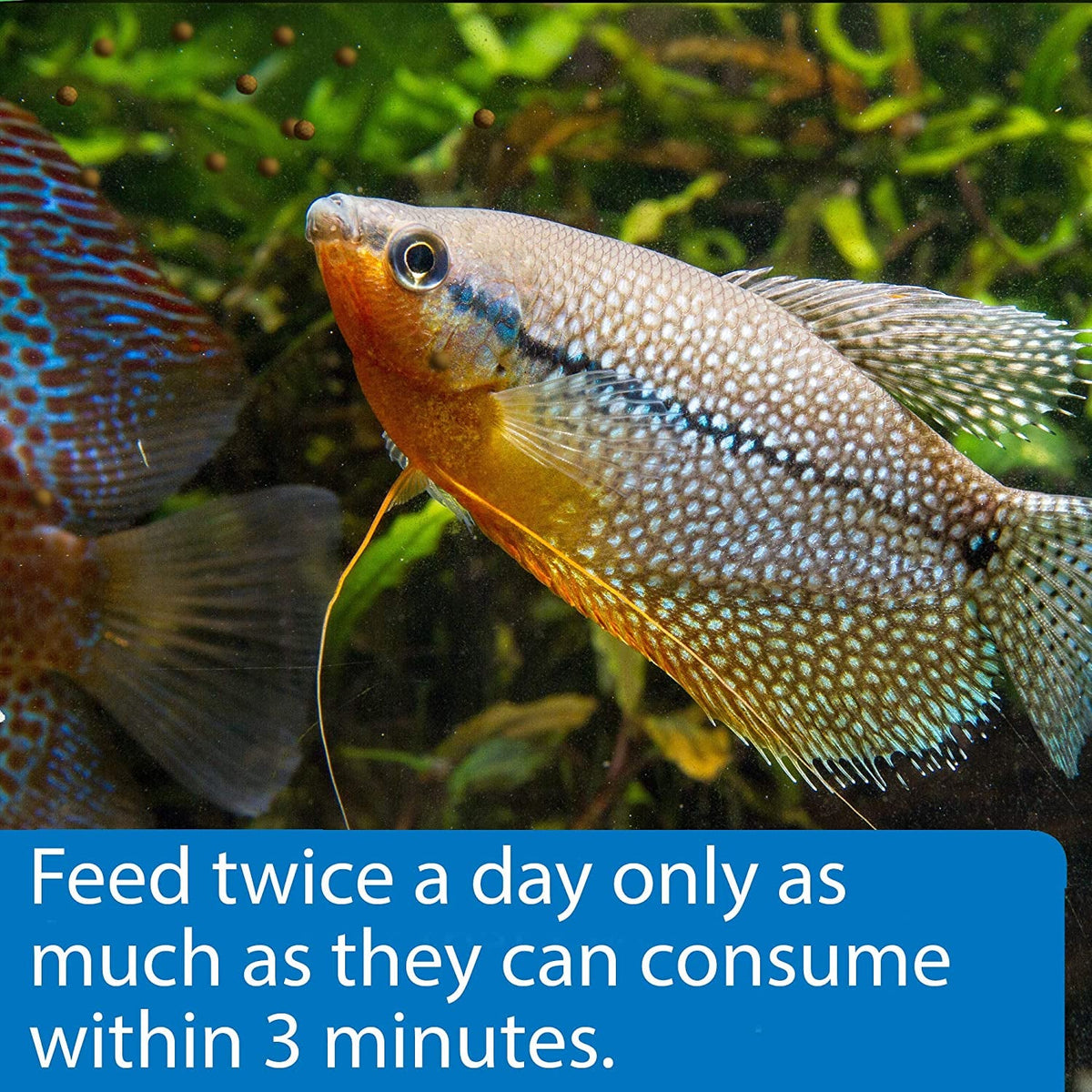 API Tropical Pellets Sinking Fish Food | 4.2 oz | High-Protein Formula for Tropical Community Fish MJ's Pet Closet
