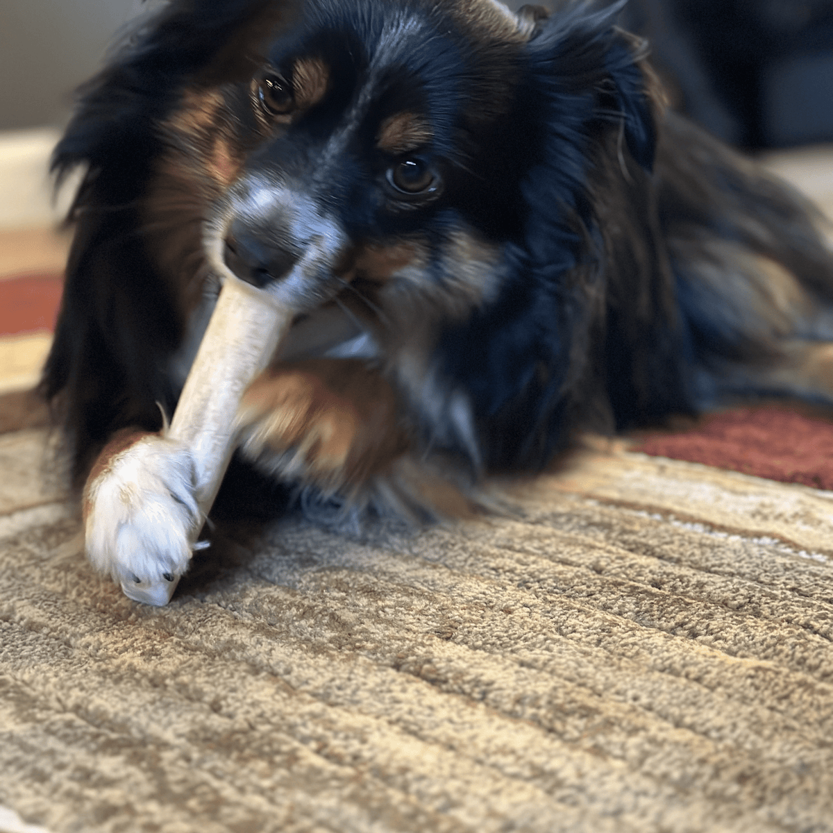 Farm to Pet Elk Antler Dog Chews – Whole & Split, All Sizes Farm To Pet