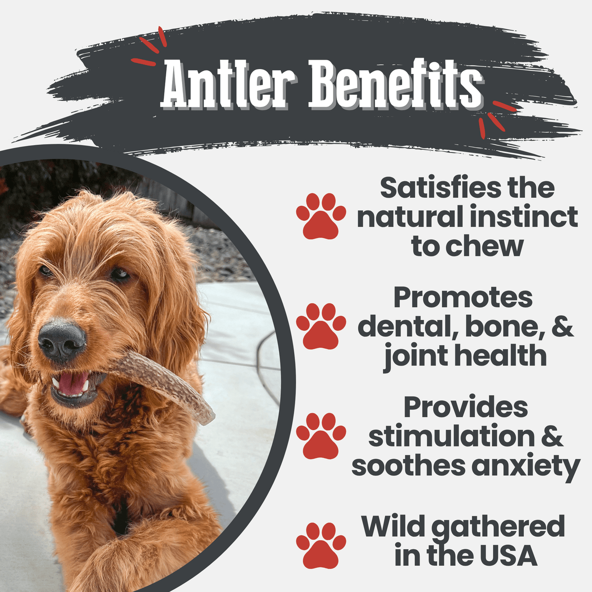 Farm to Pet Elk Antler Dog Chews – Whole & Split, All Sizes Farm To Pet