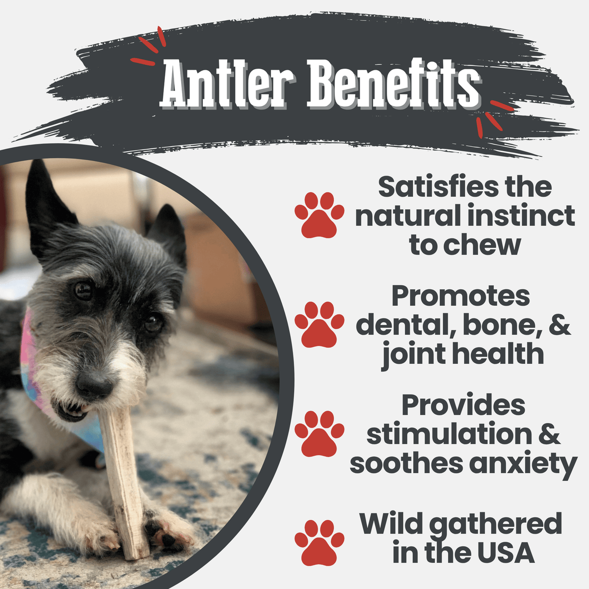 Farm to Pet Elk Antler Dog Chews – Whole & Split, All Sizes Farm To Pet