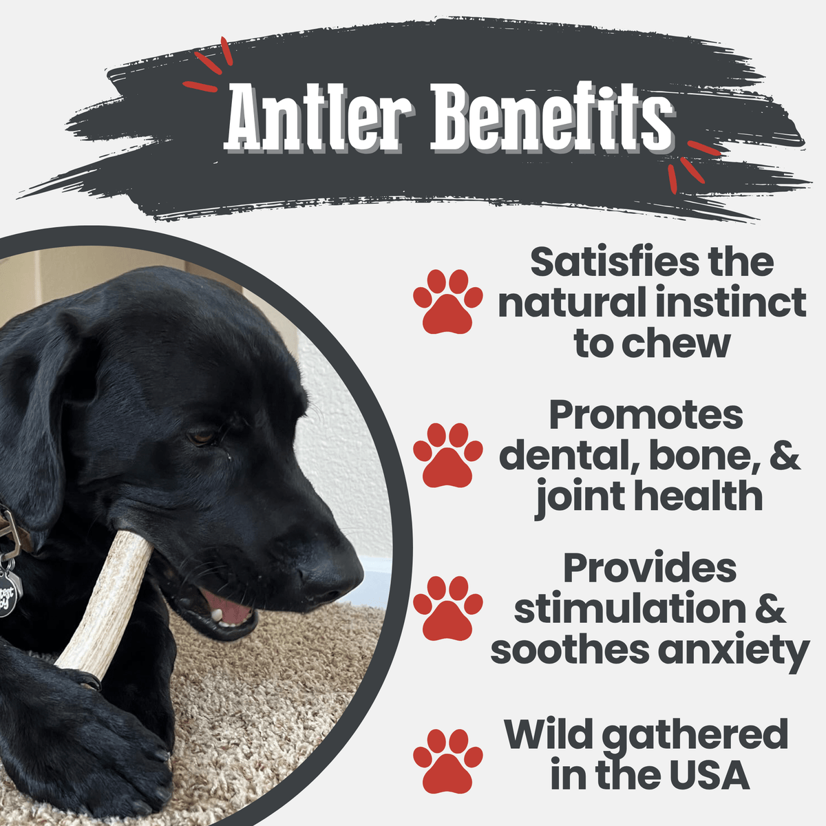 Farm to Pet Elk Antler Dog Chews – Whole & Split, All Sizes Farm To Pet