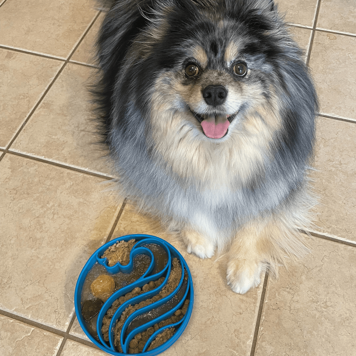 SodaPup Slow Feeder Dog Bowl – Enrichment Design Farm To Pet