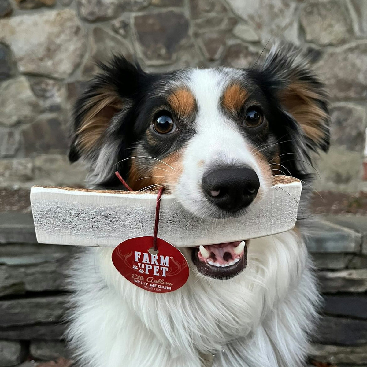 Farm to Pet Elk Antler Dog Chews – Whole & Split, All Sizes Farm To Pet