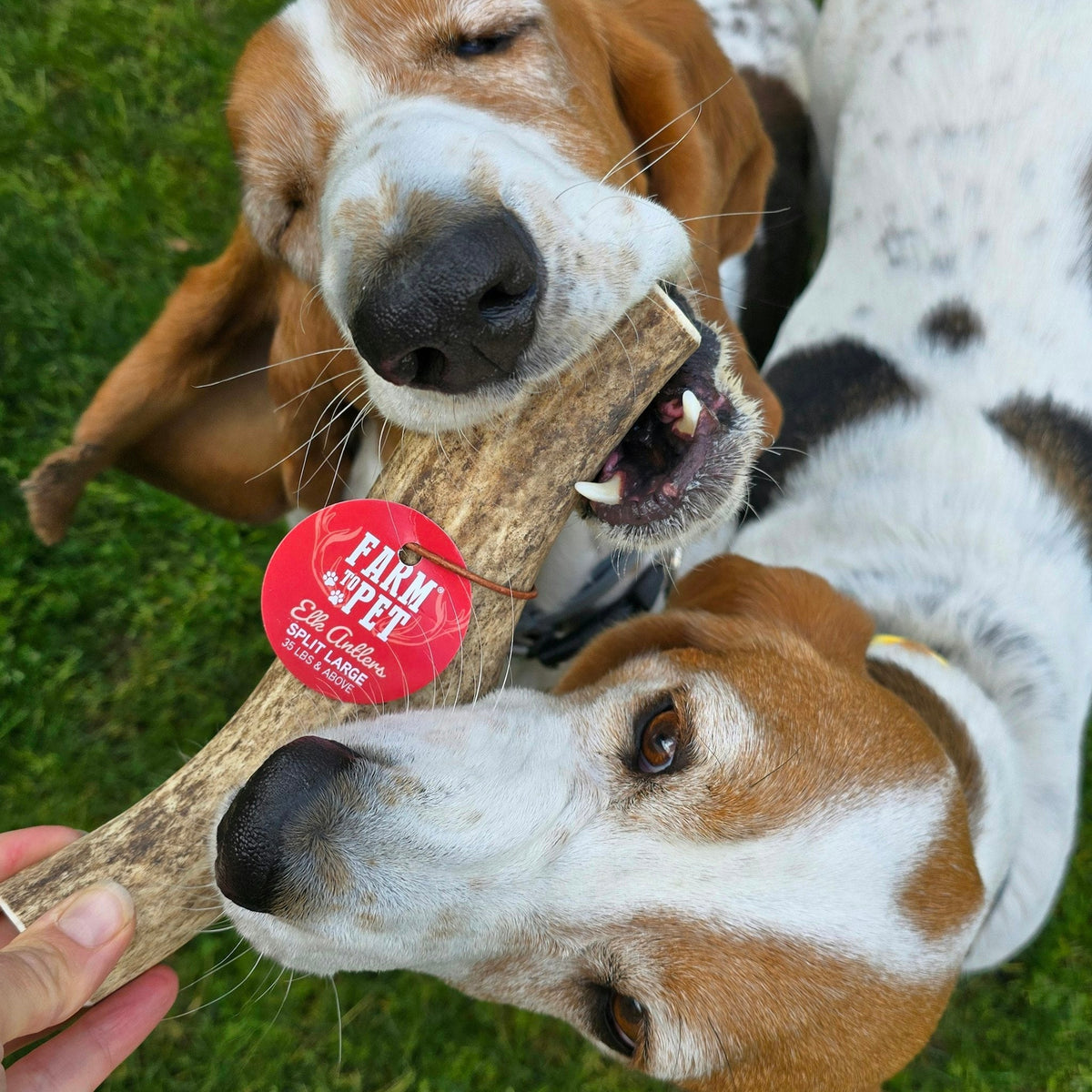 Farm to Pet Elk Antler Dog Chews – Whole & Split, All Sizes Farm To Pet