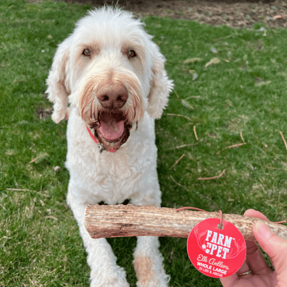 Farm to Pet Elk Antler Dog Chews – Whole & Split, All Sizes Farm To Pet