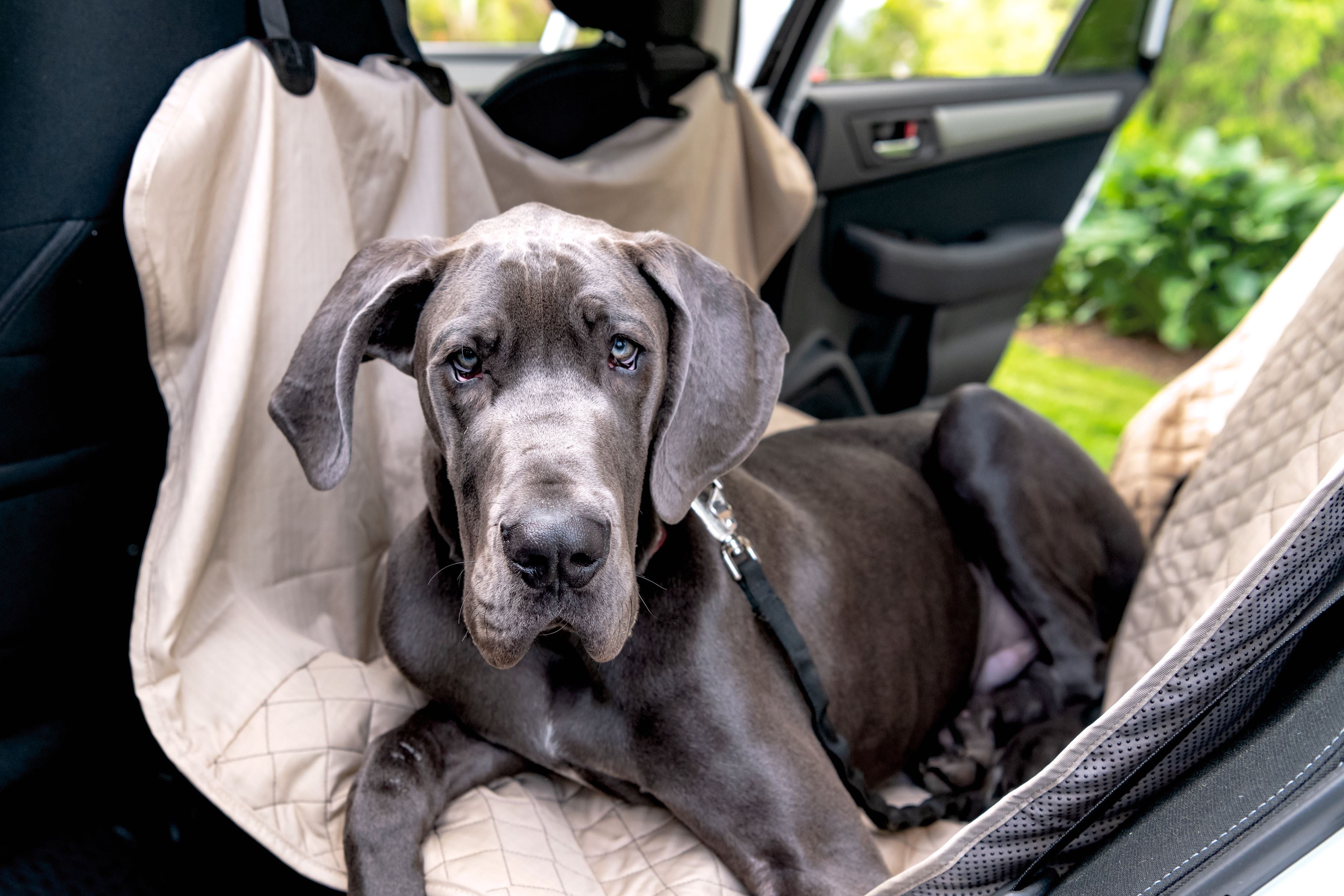 Dog sitting in a car with a pet seat cover