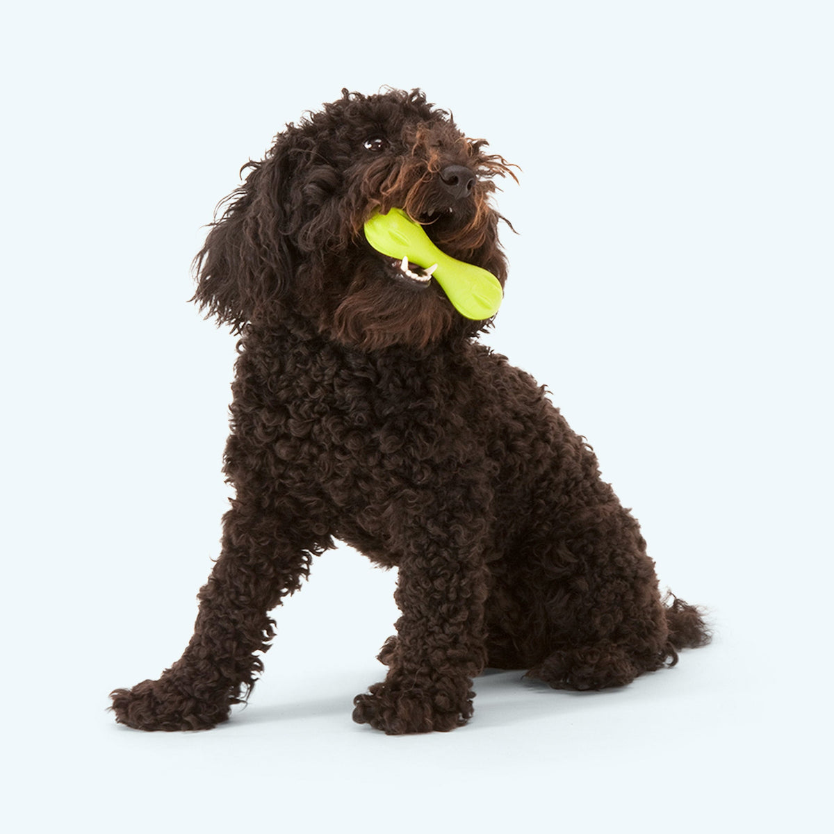 West Paw Hurley Dog Bone | Tough Chewer Fetch Toy | Floatable & Non-Toxic | XS, S, L West Paw
