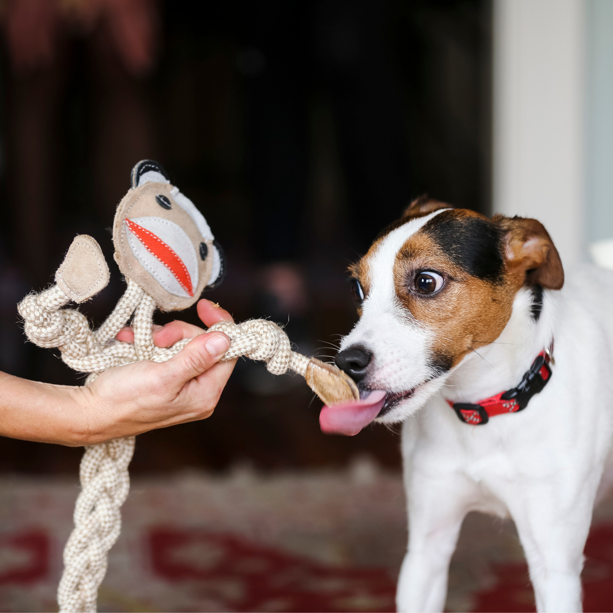 Dog playing with a toy held by a person indoors