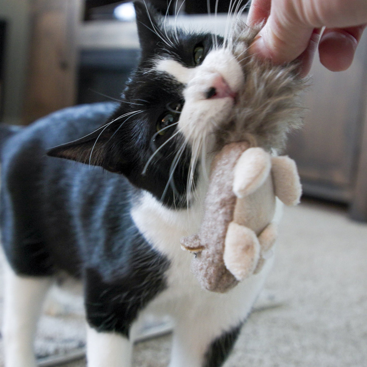 HuggleKats® Wee Feller Squirrelie Cat Toy – Catnip-Infused & Crinkle HuggleHounds