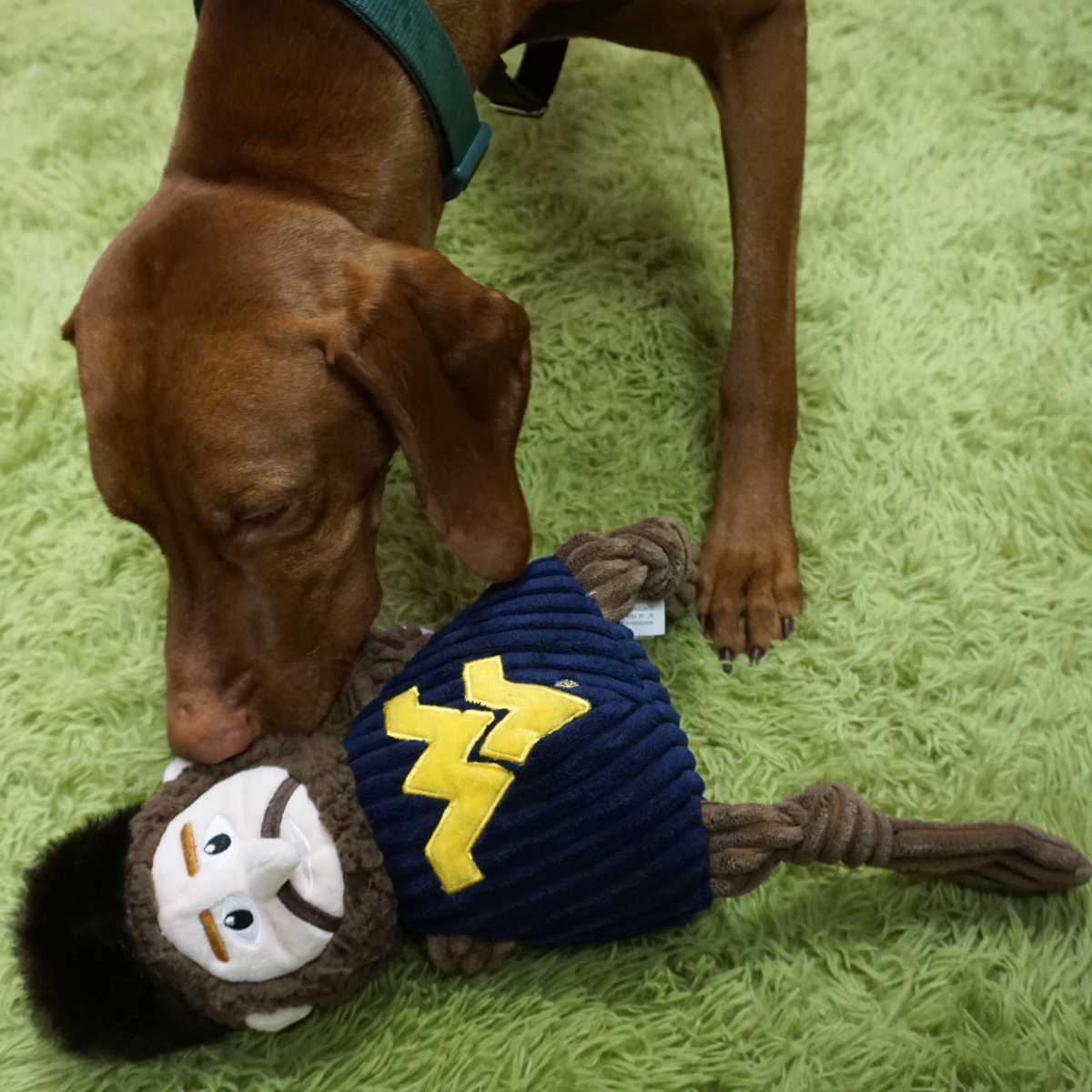 WVU Mountaineers Knottie® Plush Dog Toy – Officially Licensed NCAA HuggleHounds