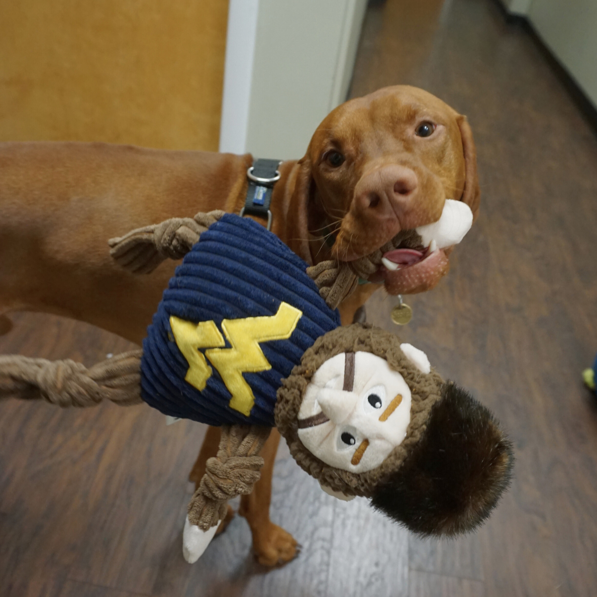WVU Mountaineers Knottie® Plush Dog Toy – Officially Licensed NCAA HuggleHounds