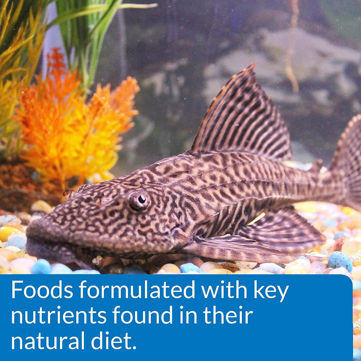 API Algae Eater Wafers – Complete Algae Wafer Fish Food for Plecos & Bottom Feeders (3.7 oz) MJ's Pet Closet