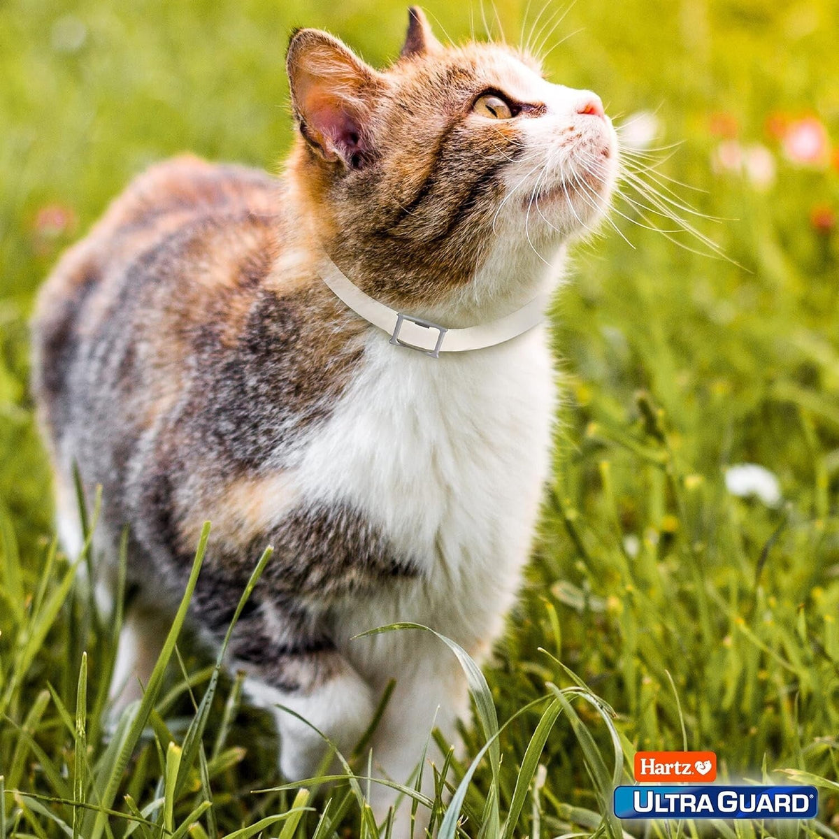 Hartz Ultraguard Flea & Tick Collar for Cats & Kittens MJ's Pet Closet