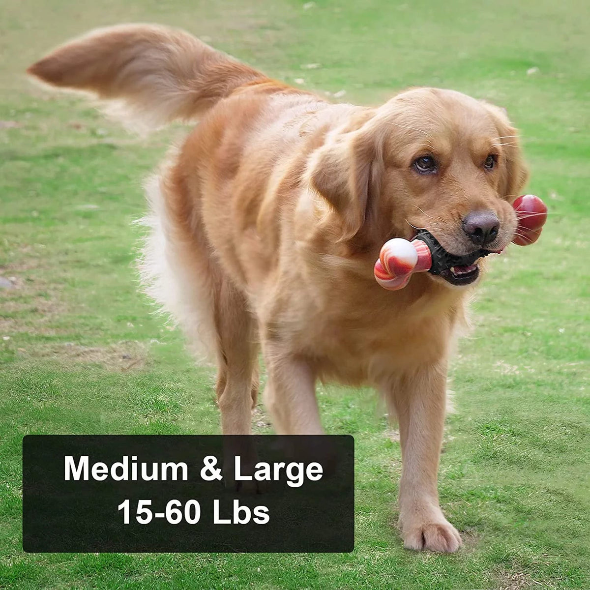 Dinosam Indestructible Dog Bone Toy – Aggressive Chewers MJ's Pet Closet