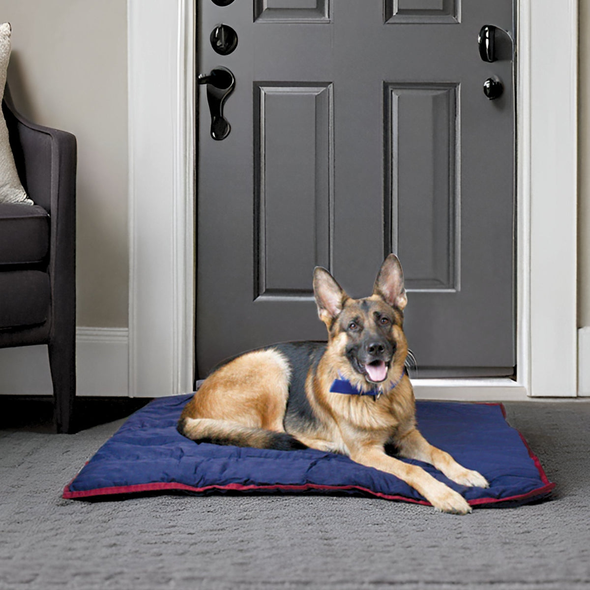 Dog lying on a blue pet mat in front of a gray door.