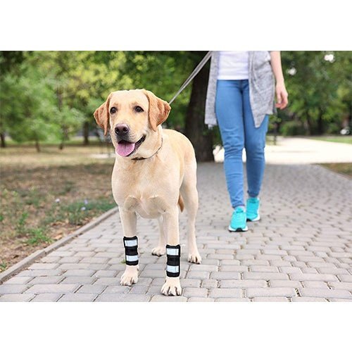 NeoAlly Dog Front Leg Brace with Metal Spring Support (Pair) Neoallypets