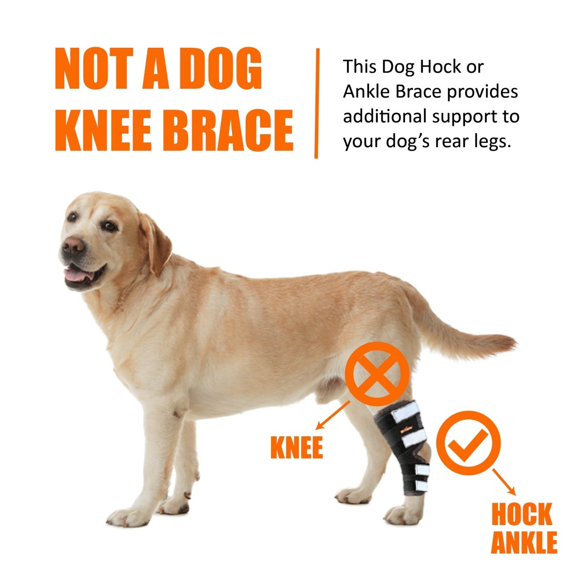 NeoAlly Rear Leg Hock Brace for Large Dogs – Reflective Straps (Pair) Neoallypets