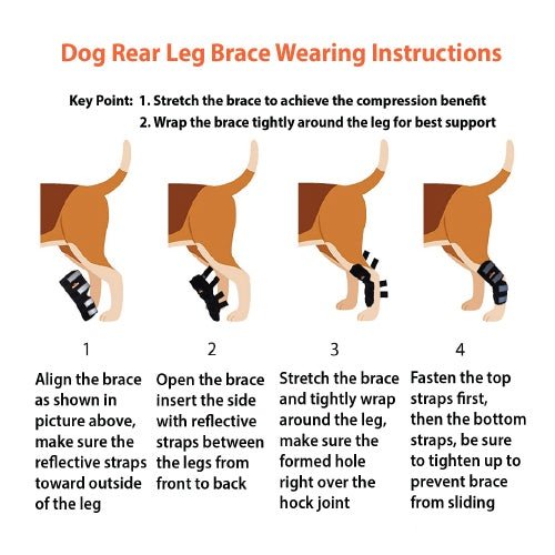 NeoAlly Rear Leg Hock Brace for Large Dogs – Reflective Straps (Pair) Neoallypets