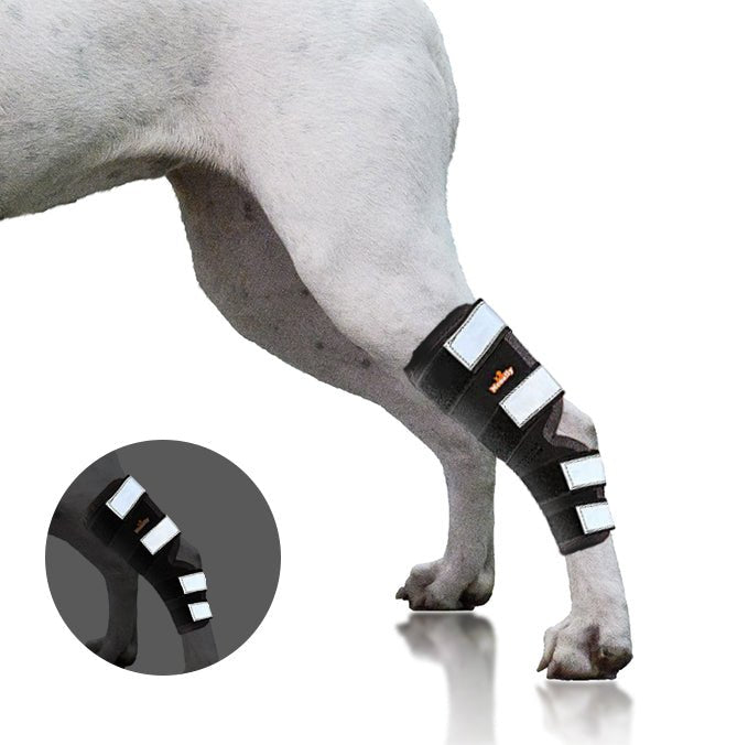 NeoAlly Rear Leg Hock Brace for Large Dogs – Reflective Straps (Pair) Neoallypets