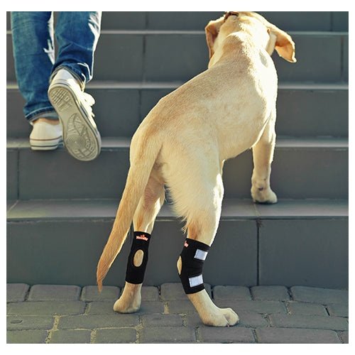 NeoAlly Dog Rear Leg Hock Brace – Reflective Support Straps (Pair) Neoallypets