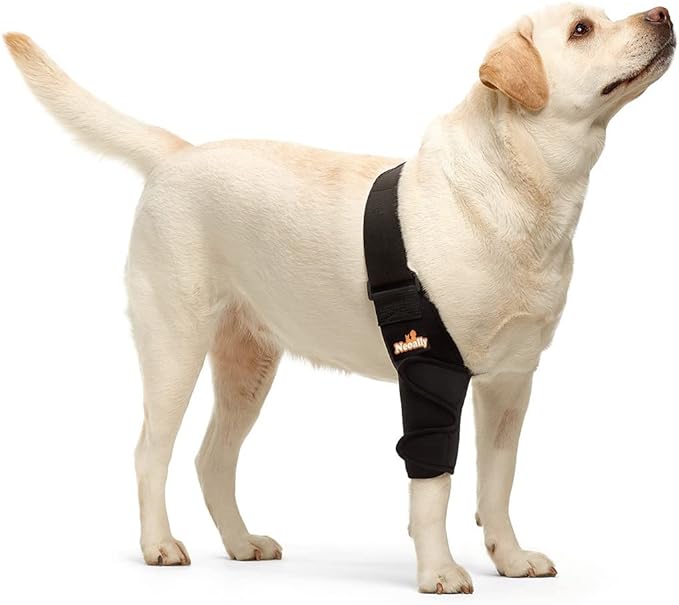 Dog wearing a black harness on a white background