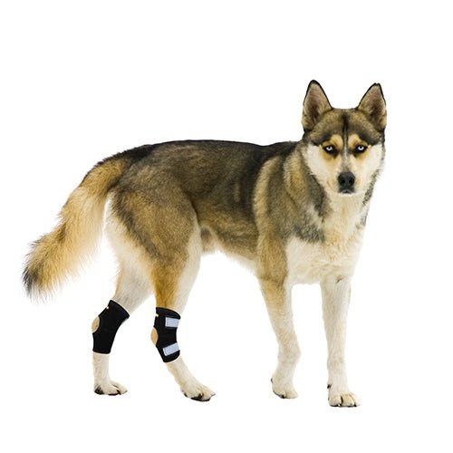 NeoAlly Rear Leg Hock Brace with Metal Spring Strips – Small Dogs, Short Version (Pair) Neoallypets