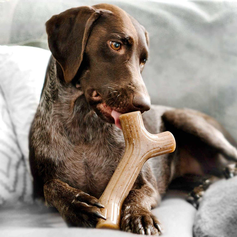 Dog holding a bone-shaped chew toy on a soft surface