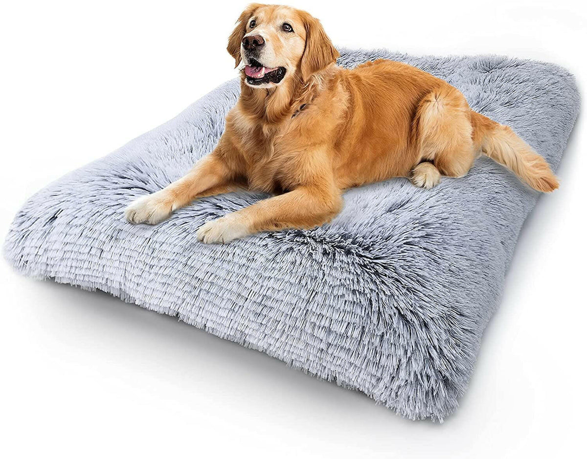 Dog lying on a fluffy gray pet bed with a white background