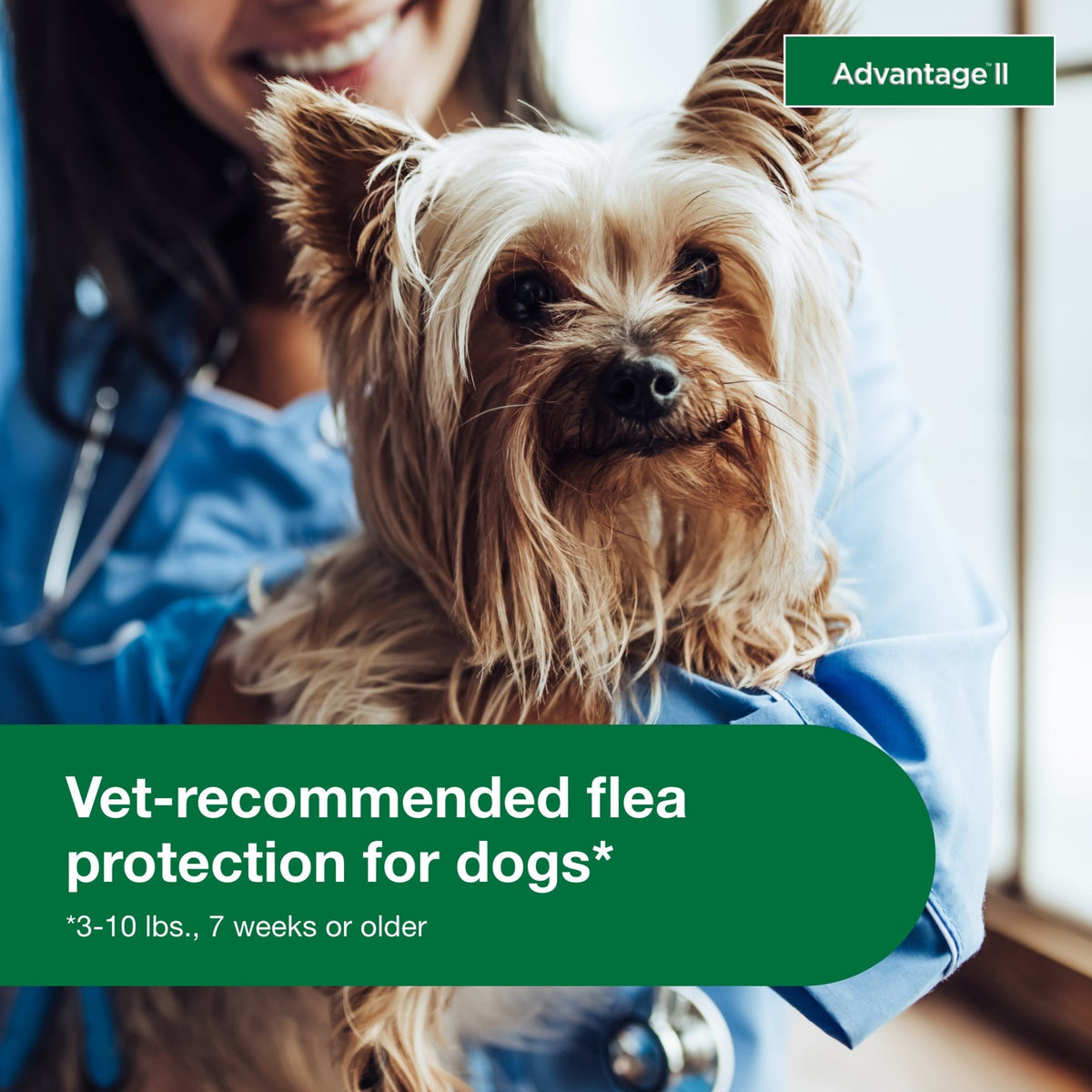 Dog being examined by a veterinarian with a focus on flea protection, featuring the Advantage II brand.
