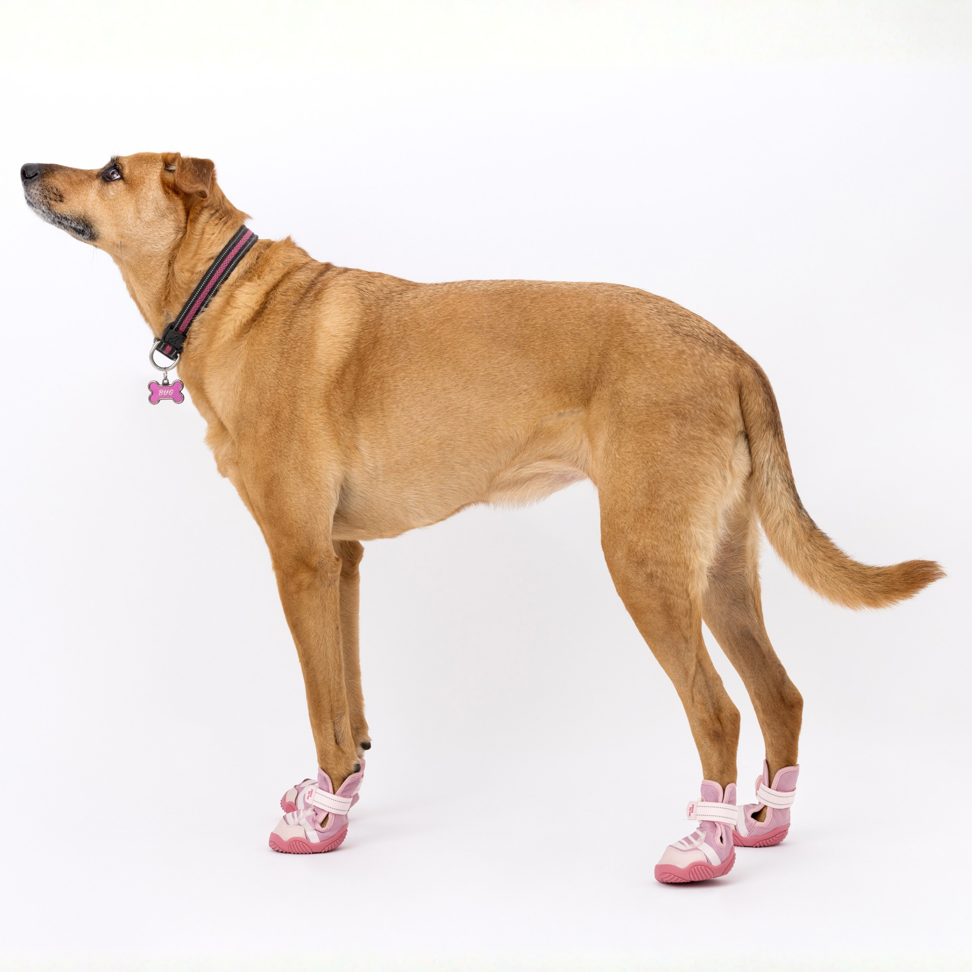 The Kai Dog Sneaker – All-Season Sport Shoes Paws By Kai