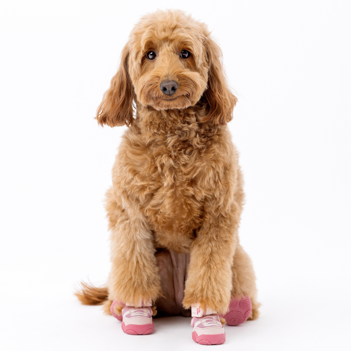 The Kai Dog Sneaker – All-Season Sport Shoes Paws By Kai